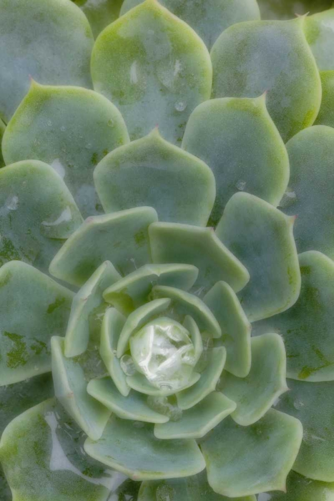Mexico Succulent plant with dew drops